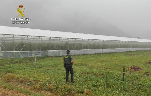 Dos detenidos por el robo de más de 1,5 toneladas de tomates en invernaderos de Ruente