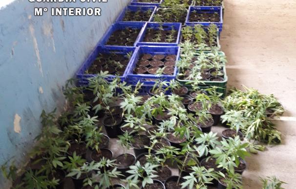 Tres detenidos en Urriza tras ser interceptados con 70 plantas de marihuana en un vehículo