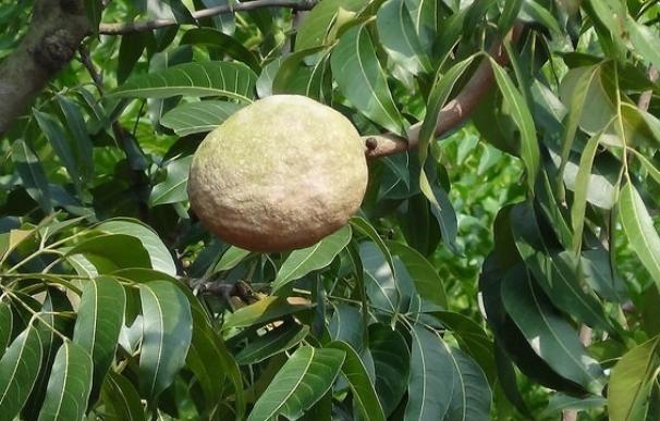 Desarrollan un modelo que conserva la capacidad antioxidante de sustancias obtenidas de hojas de mango