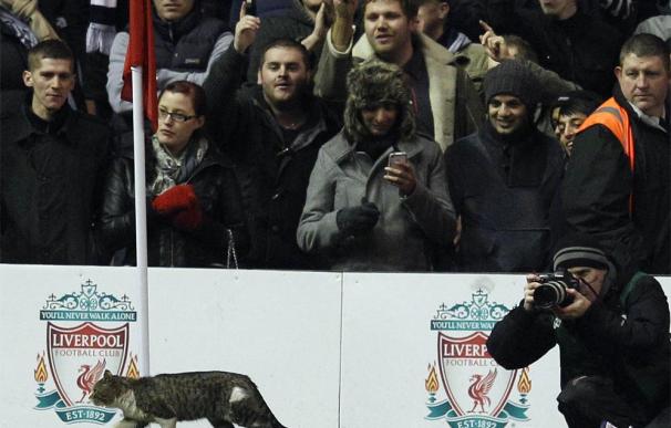 El gran protagonista del Liverpool - Tottenham fue... un gato