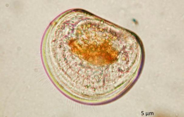 El ruido de prospecciones sísmicas provoca malformaciones en larvas marinas