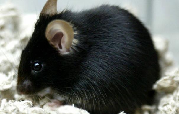 Un ratón curioso deja a oscuras a más de 60.000 usuarios en Paraguay