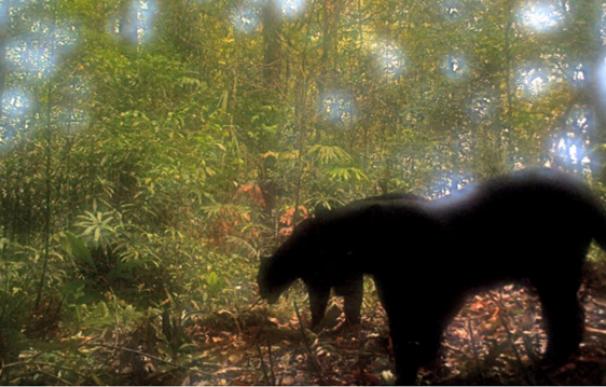 Una cámara-trampa obtiene imágenes de los esquivos leopardos de Java