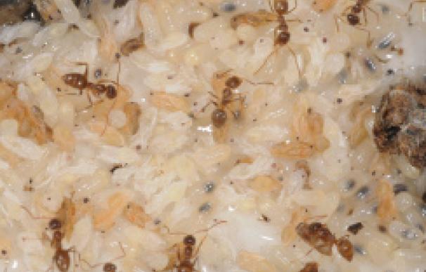 Las hormigas locas caribeñas