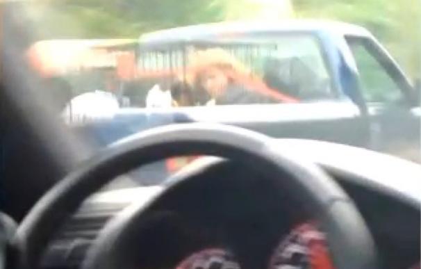 Detenidos por llevar a su hija encerrada en una jaula para perros en la parte trasera de una camioneta