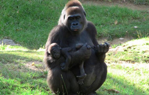 Humanos y gorilas estamos más cerca genéticamente de lo que se pensaba
