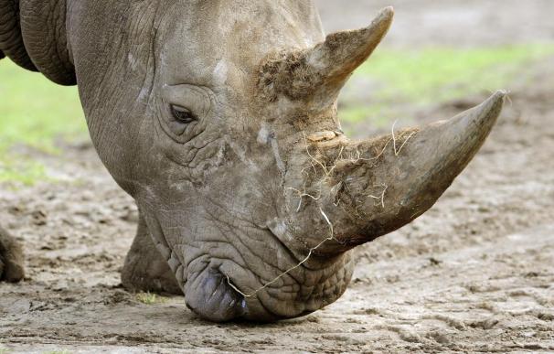 Muere un rinoceronte en una demostración de una medida contra la caza furtiva