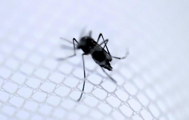 Paraguay emite una alerta tras los casos de trasmisión de chikunguña en Brasil