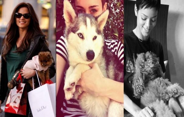 Justin Bieber, Rihanna, Miley Cyrus, Kim Kardashian y otros: Famosos y mascotas hechos el uno para el otro