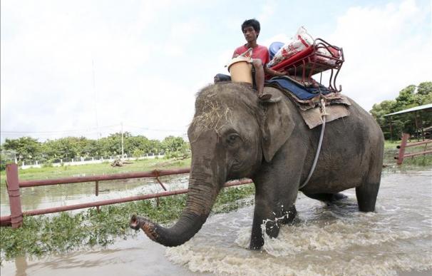 Decenas de cocodrilos escapan de un criadero tailandés por las inundaciones