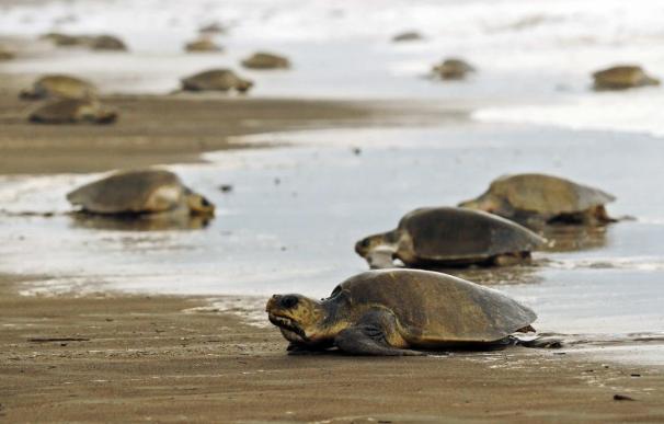 Tortugas anidando en las costas de Nicaragua en el Pacífico.