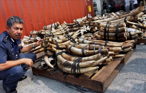 La Policía se incauta de 700 colmillos de elefante africano en Malasia