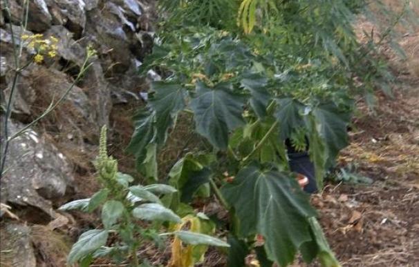 Halladas plantas de estramonio al desmantelar una plantación de marihuana en Alicante