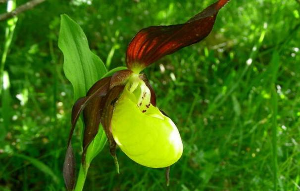 Orquídea "zapatito de dama