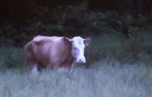Alemania: Se busca a la vaca Yvonne "viva o muerta"
