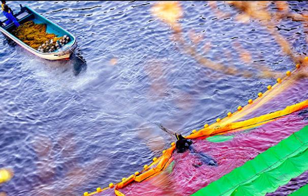 Un pescador remolca un delfín calderón en una cala japonesa.