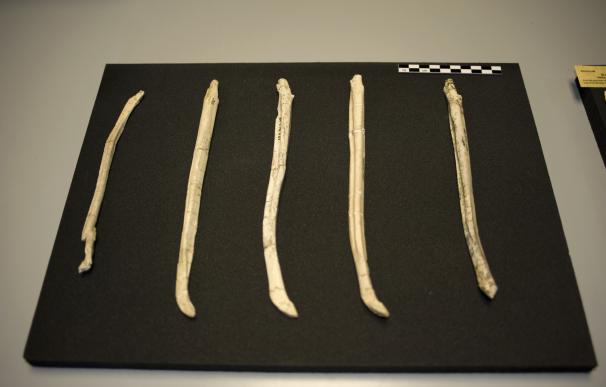 Los cinco fósiles de báculo de Indarctos arctoides encontrados en el Cerro de Batallones.
