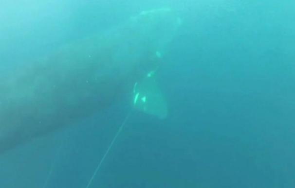 La ballena momentos antes de ser rescatada.