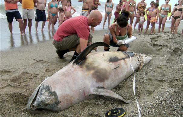 Hallan un cachalote muerto de más de 12 metros en la costa de Tenerife