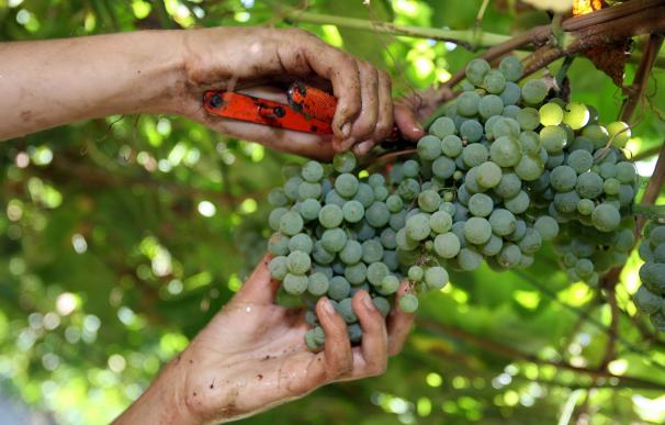 Rías Baixas prevé aumentar un 12% su vendimia este año hasta cerca de 38 millones de kilos de uva