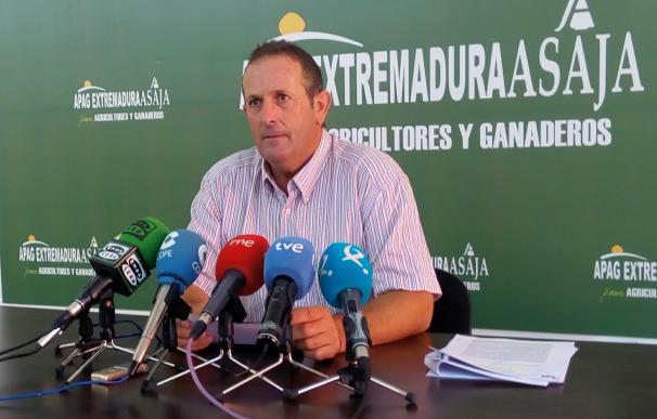 APAG Extremadura Asaja sostiene que las bodegas incumplen la ley al no publicar el precio de la uva