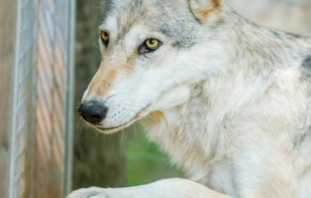Agricultores madrileños advierte de la "insostenible" proliferación de ataques de lobos en la Sierra Norte
