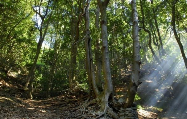 Medio Ambiente destina 165.000 euros a la mejora y protección de montes de Bergasillas Bajera, Cervera y Cornago