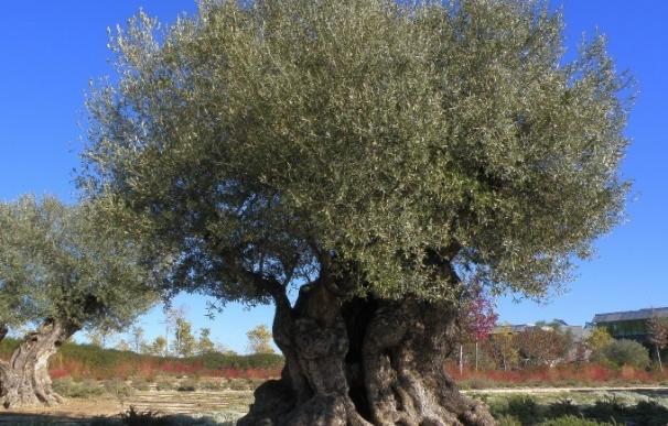 Agricultura inicia una nueva campaña de recogida de material para ampliar el banco de variedades autóctonas de olivo