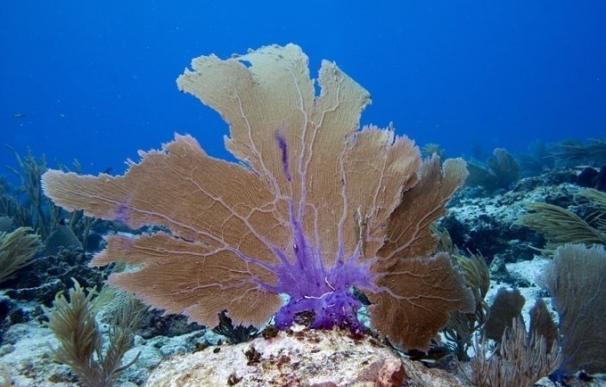 Pólizas de seguros en arrecifes de coral, la propuesta de expertos para conservarlos y restaurarlos tras los temporales