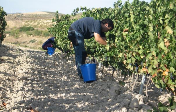 El cambio climático dará a los vinos de Tempranillo menos color y acidez, según un estudio de Neiker-Tecnalia