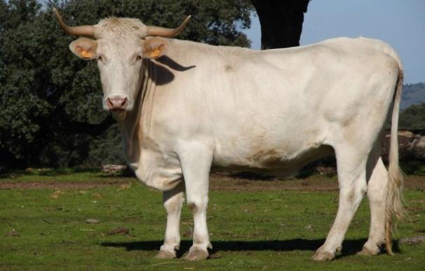 La vaca Blanca Cacereña está reconocido como raza cien por cien autóctona