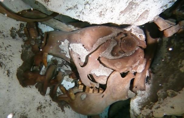 Identificado una especie de perezoso gigante en México de hace más de 10.000 años