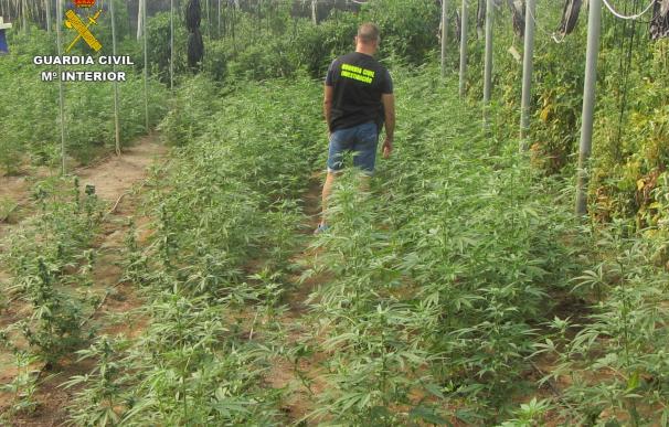 Intervenidas 1.920 plantas de marihuana en un invernadero de Molvízar con dos detenidos