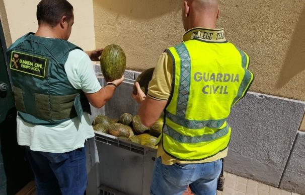Tres detenidos por el robo de 600 kilos de melones a punta de navaja en una finca de Montalbán