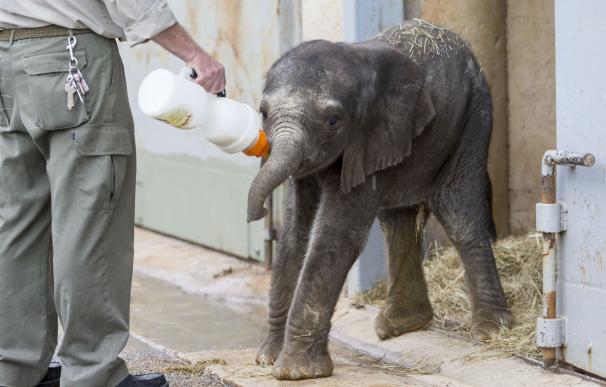 Nace en el Parque de Cabárceno el segundo elefante africano en menos de un mes