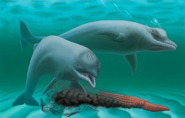 Un buzo descubre un fósil de una especie extinta de delfín enano de hace 30 millones de años