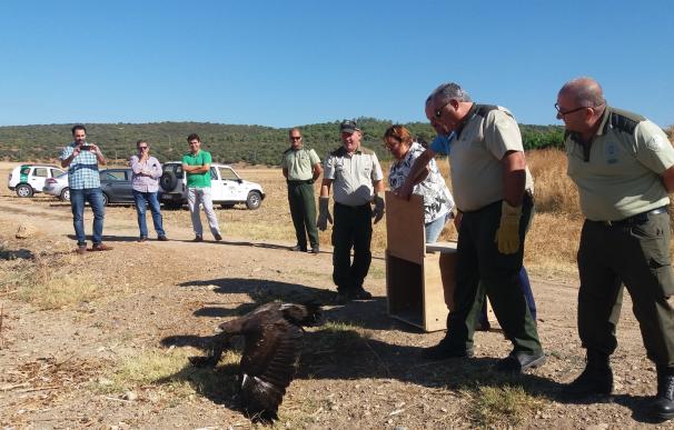 La Junta libera en Posadas un águila real recuperada en el CREA de Los Villares