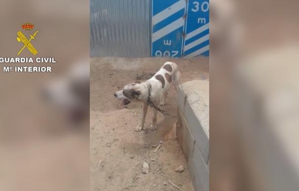 Investigan por maltrato al dueño de siete perros famélicos y deshidratados en una finca de Sorbas
