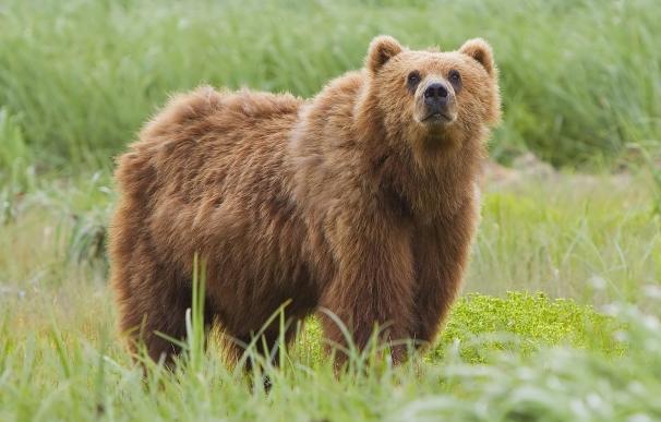 Los osos Kodiak de Alaska están abandonando sus icónicas fuentes de salmón por culpa del cambio climático