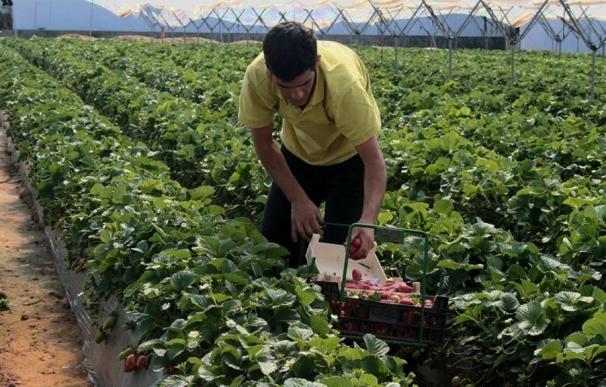 CyL aumenta las exportaciones de cultivos estratégicos como alfalfa, la planta de fresa y patata de siembra