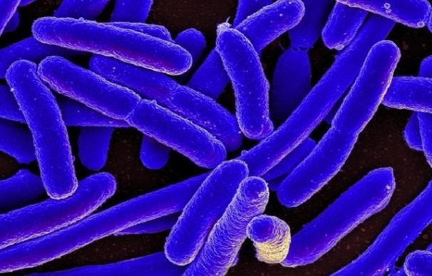 Investigan nuevos tratamientos para inhibir el impacto de la bacteria 'E.coli' en la salud