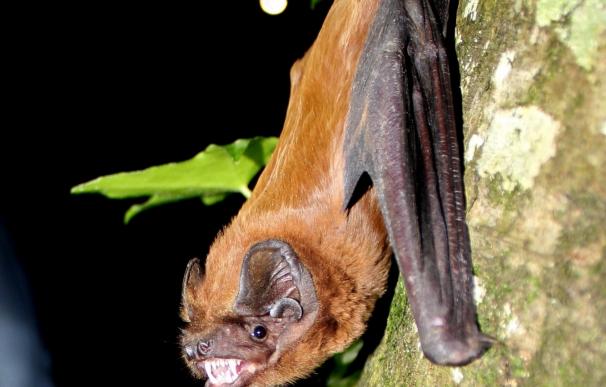 Expertos desarrollan un modelo de seguimiento de murciélagos forestales para ayudar a su conservación