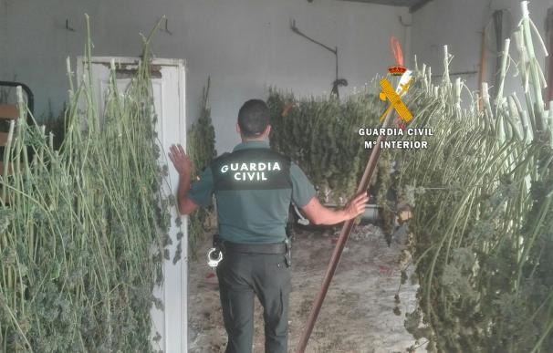 A prisión cuatro presuntos miembros de una organización asentada en Málaga y Cádiz que cultivaba marihuana