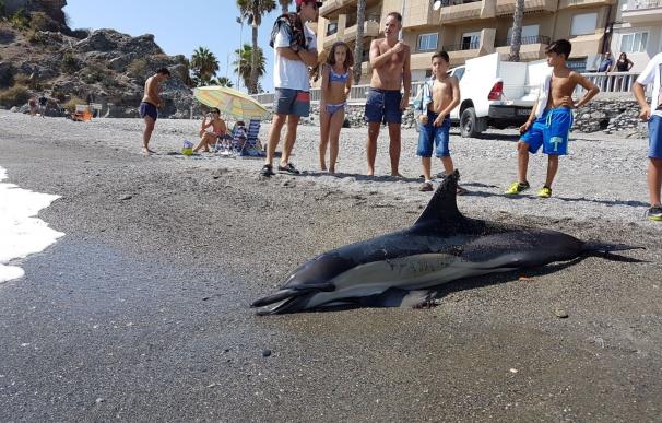 Hallado un delfín muerto en una playa de Almuñécar