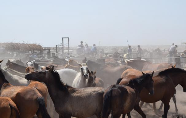 Hinojos presenta dos alternativas a los ganaderos ante la suspensión de la Recogida de las Yeguas
