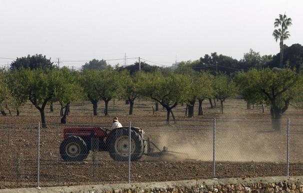 Unió de Pagesos de Mallorca alerta de la muerte de gran parte de las plantaciones de almendros y otros árboles frutales
