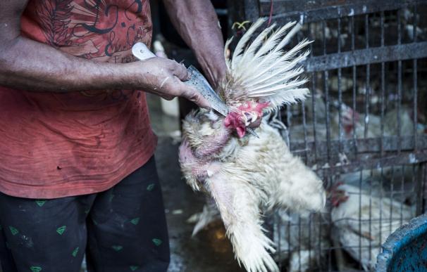 Igualdad Animal pide a India medidas para evitar la muerte de 180 millones de pollos al año y mejorar su bienestar