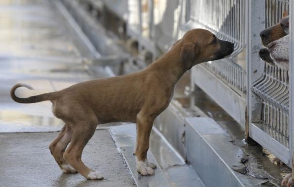 Más de 200 perros del centro de recogida animales de la Diputación de Huesca cuentan con nuevas familias