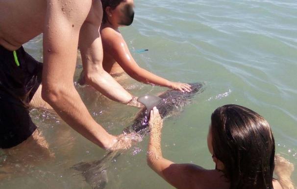 Equinac pide a bañistas que alerten al 112 ante varamientos de cetáceos tras la muerte de un pequeño delfín