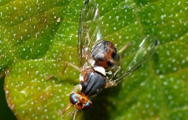 Investigadores del UCM logran una técnica que puede terminar con la mosca que afecta al olivar, sin insecticidas